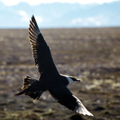 Parasitic Jaeger